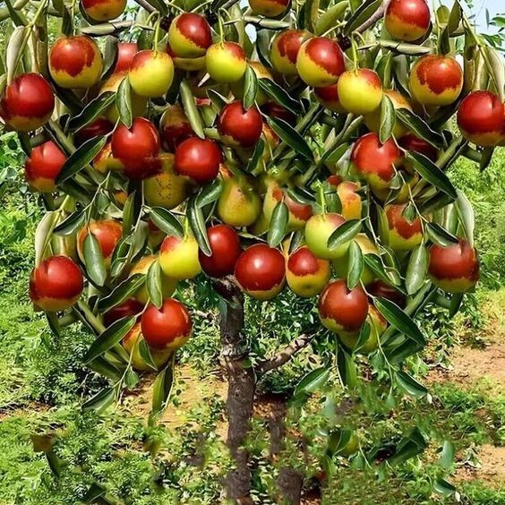 10 JUJUBE FRUIT TREE SEEDS RED CHINESE DATE INDIAN PLUM Superfruit Fast Hardy