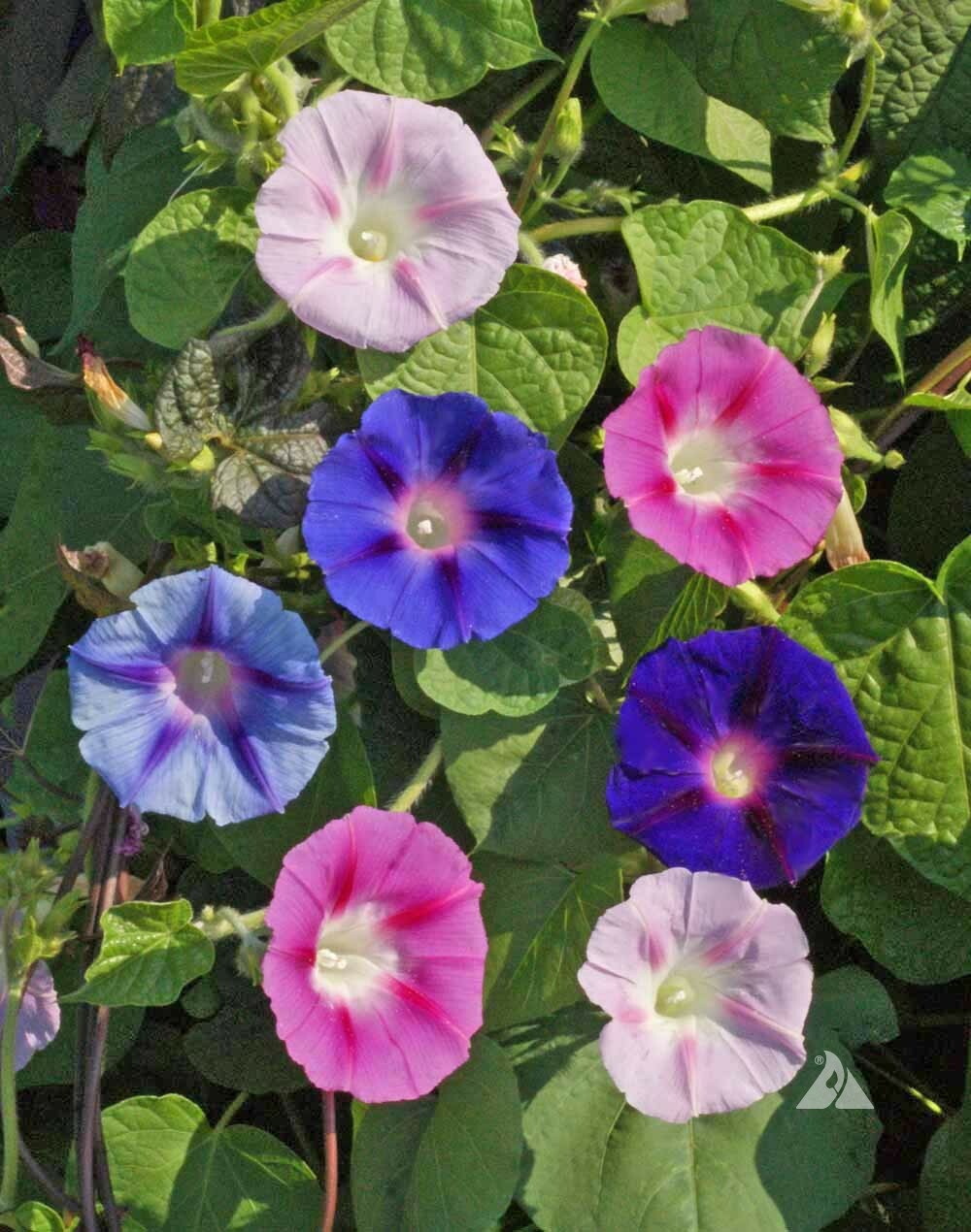 Morning Glory TALL MIX Pollinators Hummingbirds Love 5 COLORS Non-GMO 100 Seeds