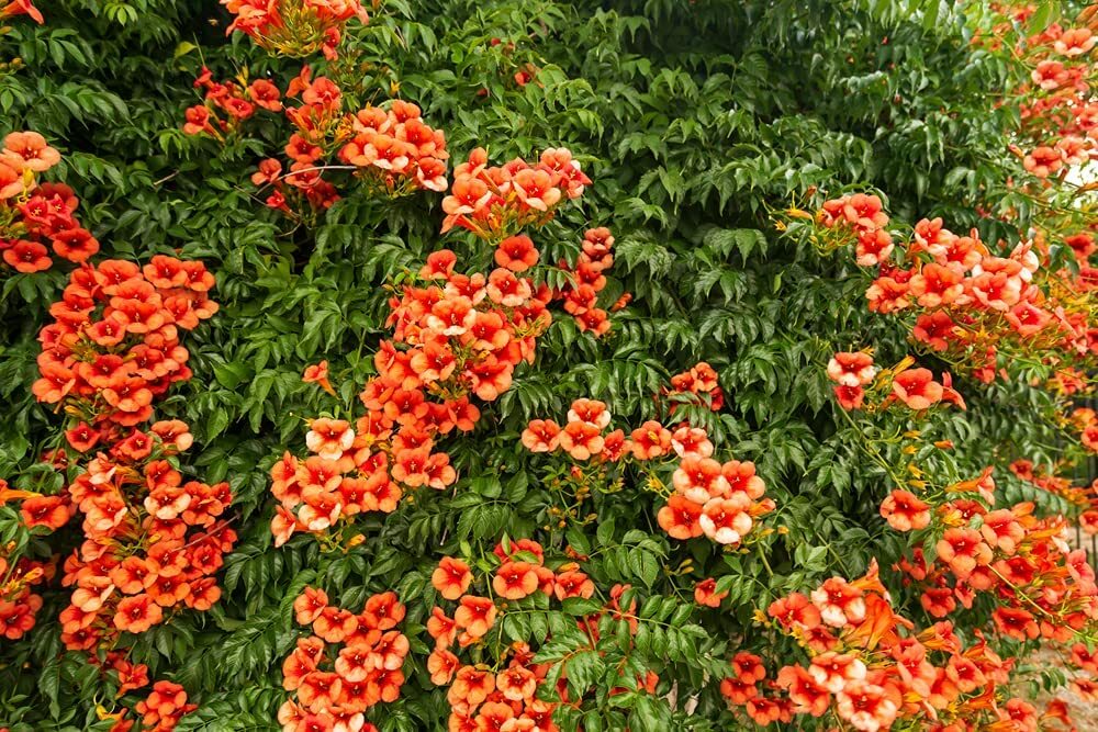 25 Orange Trumpet Creeper Vine Seeds Hummingbird Bush – Non-GMO Seeds