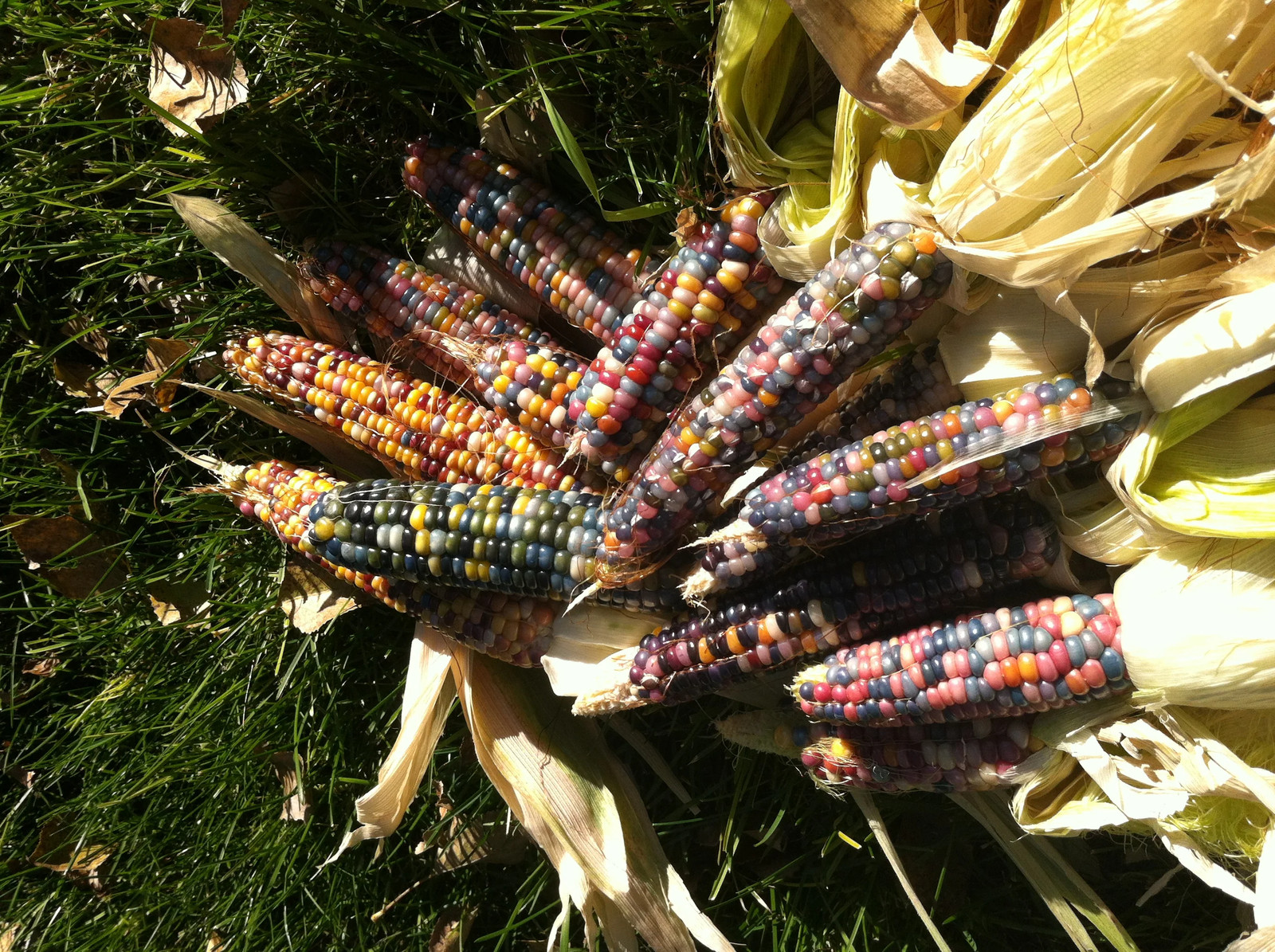 Glass Gem Ornamental Corn Seeds ORGANIC | Rainbow Color Flint Popcorn Seed 2023