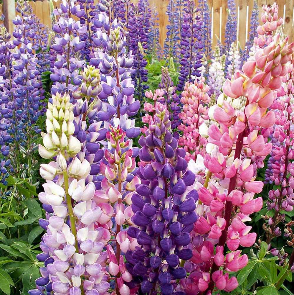 5 LBS Lupine Seeds For Planting | Lupinus Russell Hybrids Flower Seed Mix