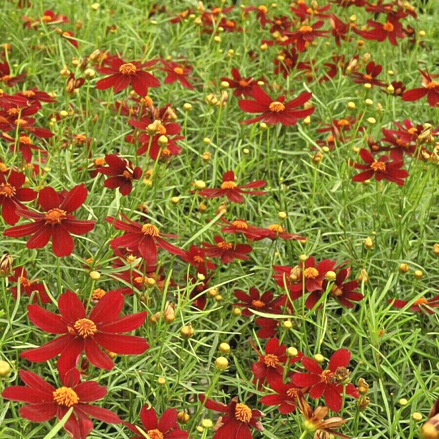 2001+Dwarf RED PLAINS COREOPSIS Seeds Native Wildflower Drought Heat Pollinators