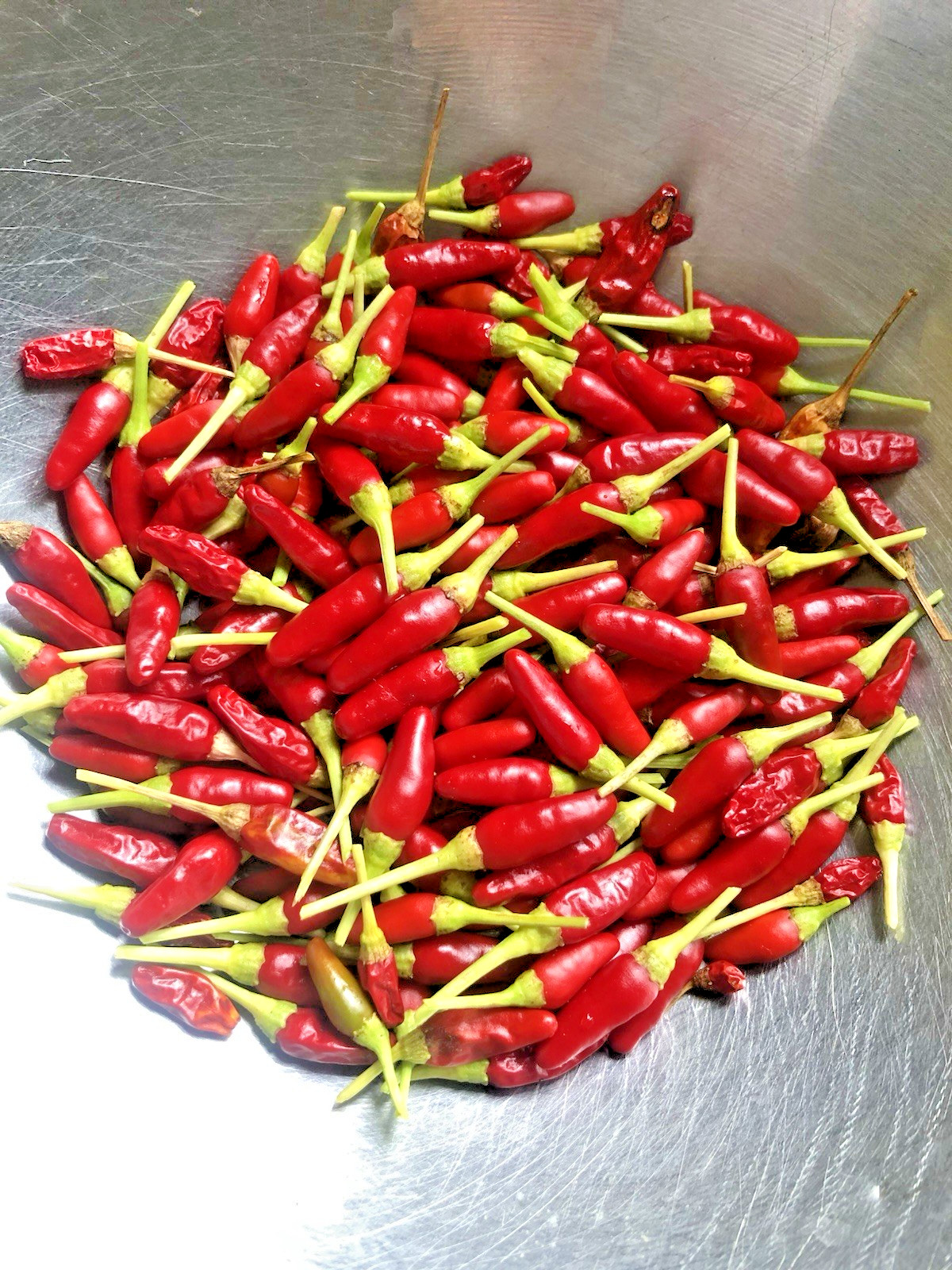 Bird’s Eye Chili Pepper – 25 Fresh Seeds – FREE Shipping
