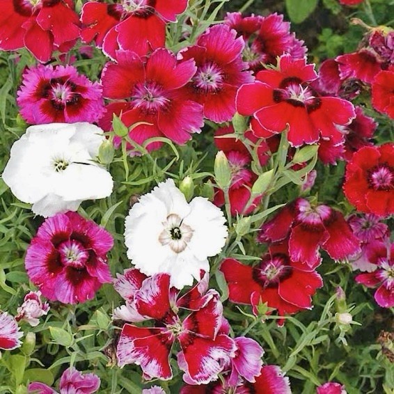 300+ BABY DOLL DIANTHUS SEED MIX Dianthus chinensis | USA SELLER – FREE SHIPPING