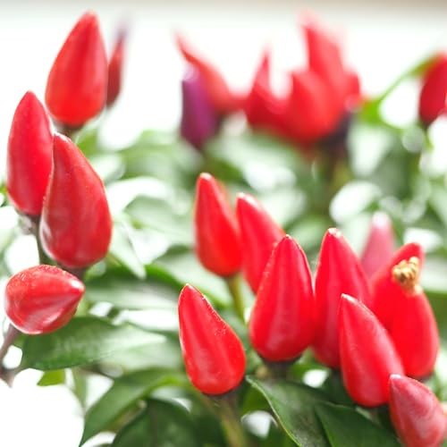 CarpetC 300+ Birds Eye Chili Seeds for Planting, Perennial Spicy Pepper, Heat