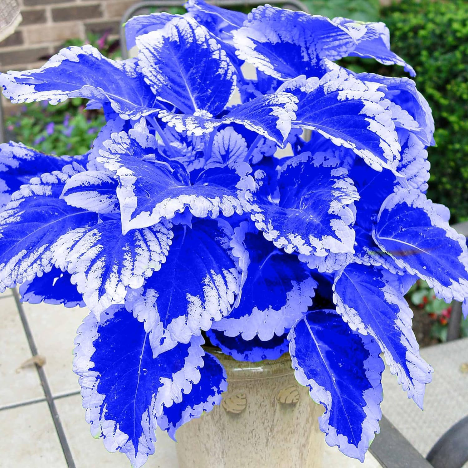 Coleus Seeds, 100 Pack, Indoor Outdoor Colorful Foliage Plant, Shade-Loving Gard