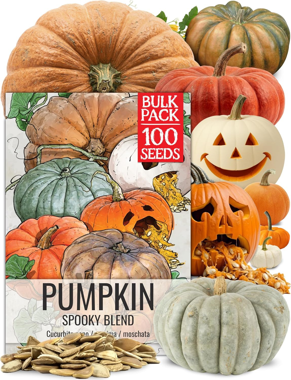 Seed Needs Pumpkin Seeds to Plant Specialty Spooky Blend | 10+ Premium Varieties
