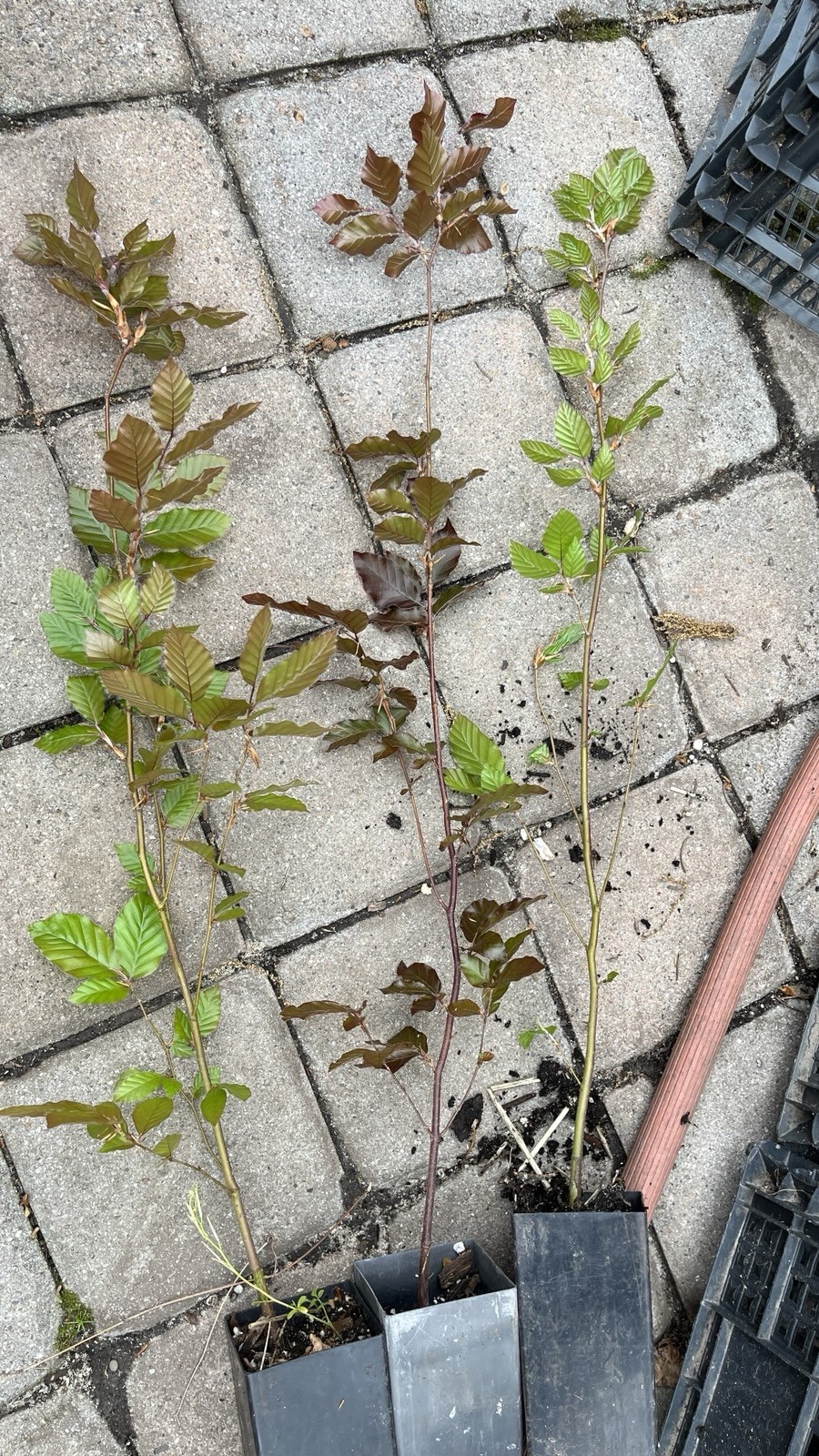 Fagus sylvatica Purpurea Copper Beech, 2 year old plant 20-26 inches tall