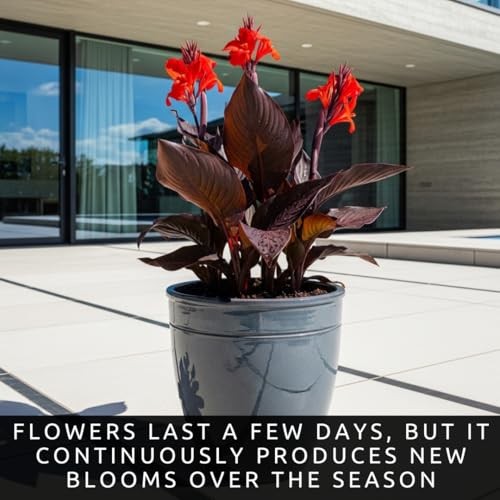 3 Black Knight Canna Lily Bulbs for Planting – Deep Red Blooms with Dark