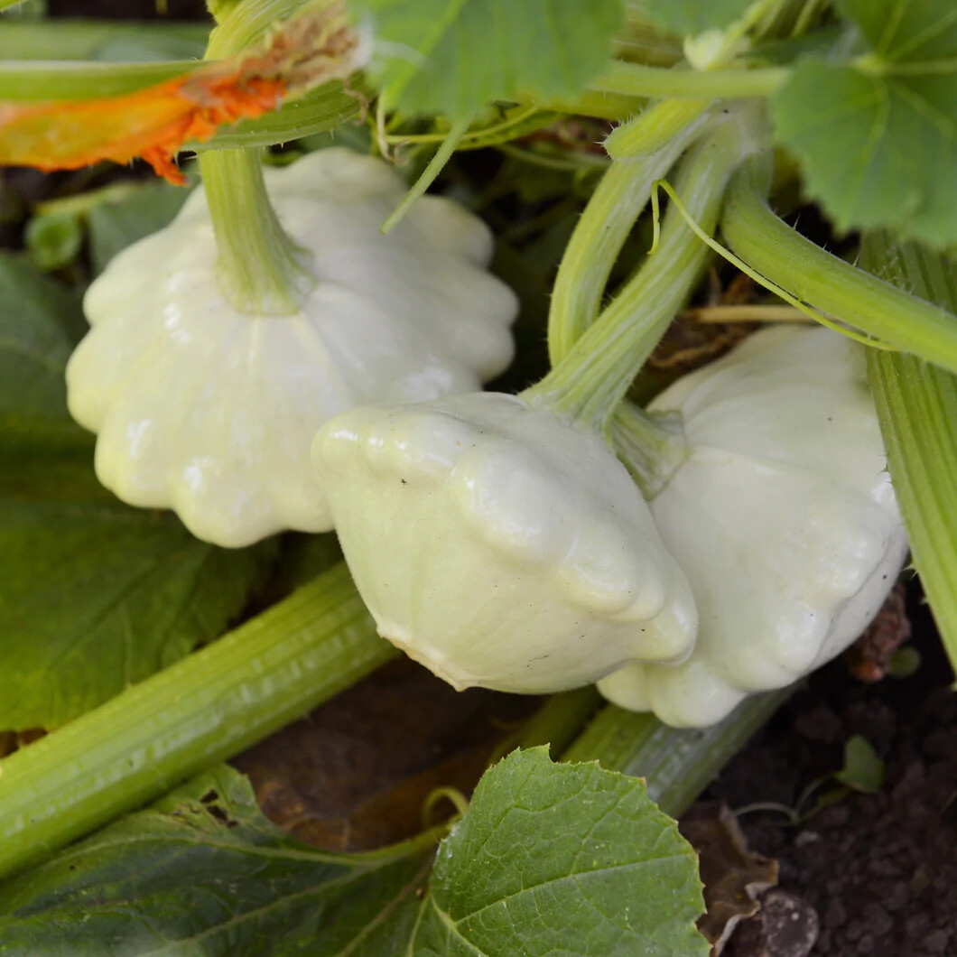 Green Tint Scallop Summer Squash Seeds, NON-GMO, Pattypan Squash, FREE SHIPPING
