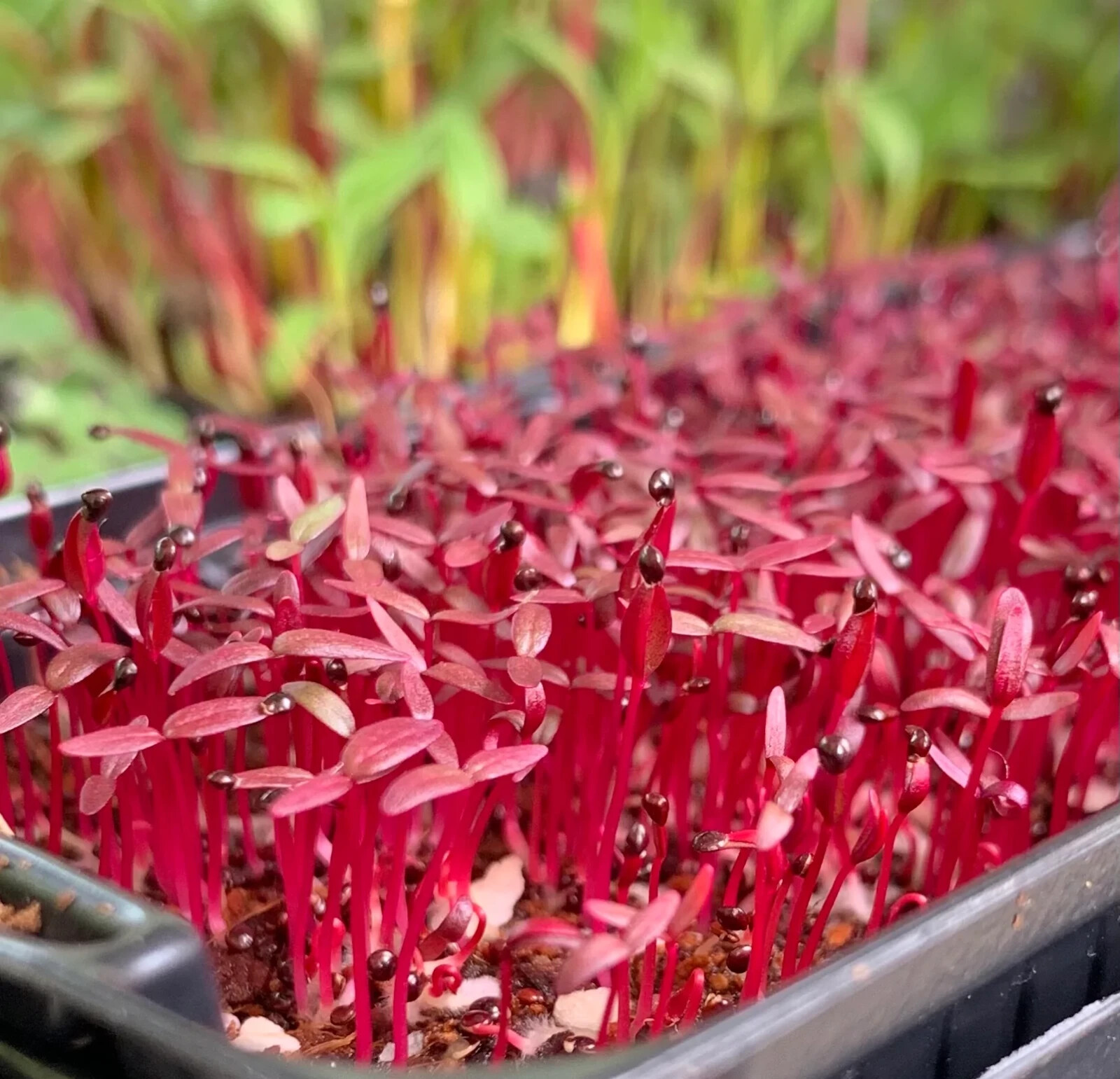 Red Garnet Amaranth MICROGREEN Herb Sprouting Seeds | Non-GMO Garden Seeds