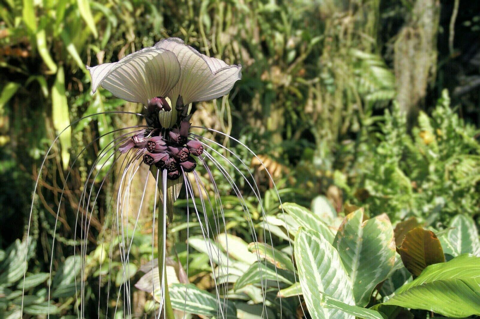 Tacca Integrifolia White Bat Flower Seeds Attracts Butterflies Rare Unique jocad