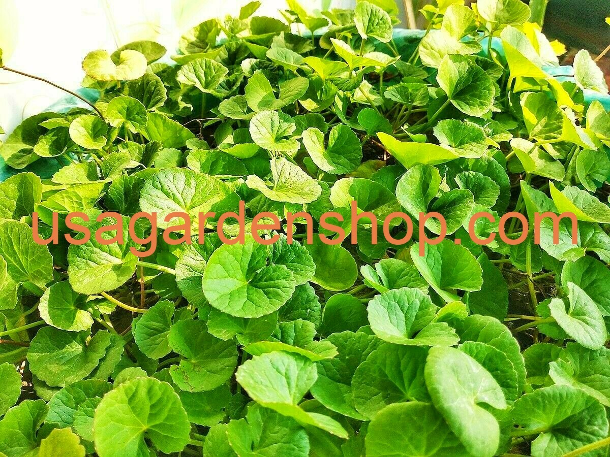 Gotu Kola Bua BoK Rau Ma Pennywort Centella Asiatic บัวบก 積雪草 JiXue Cao 3x plant