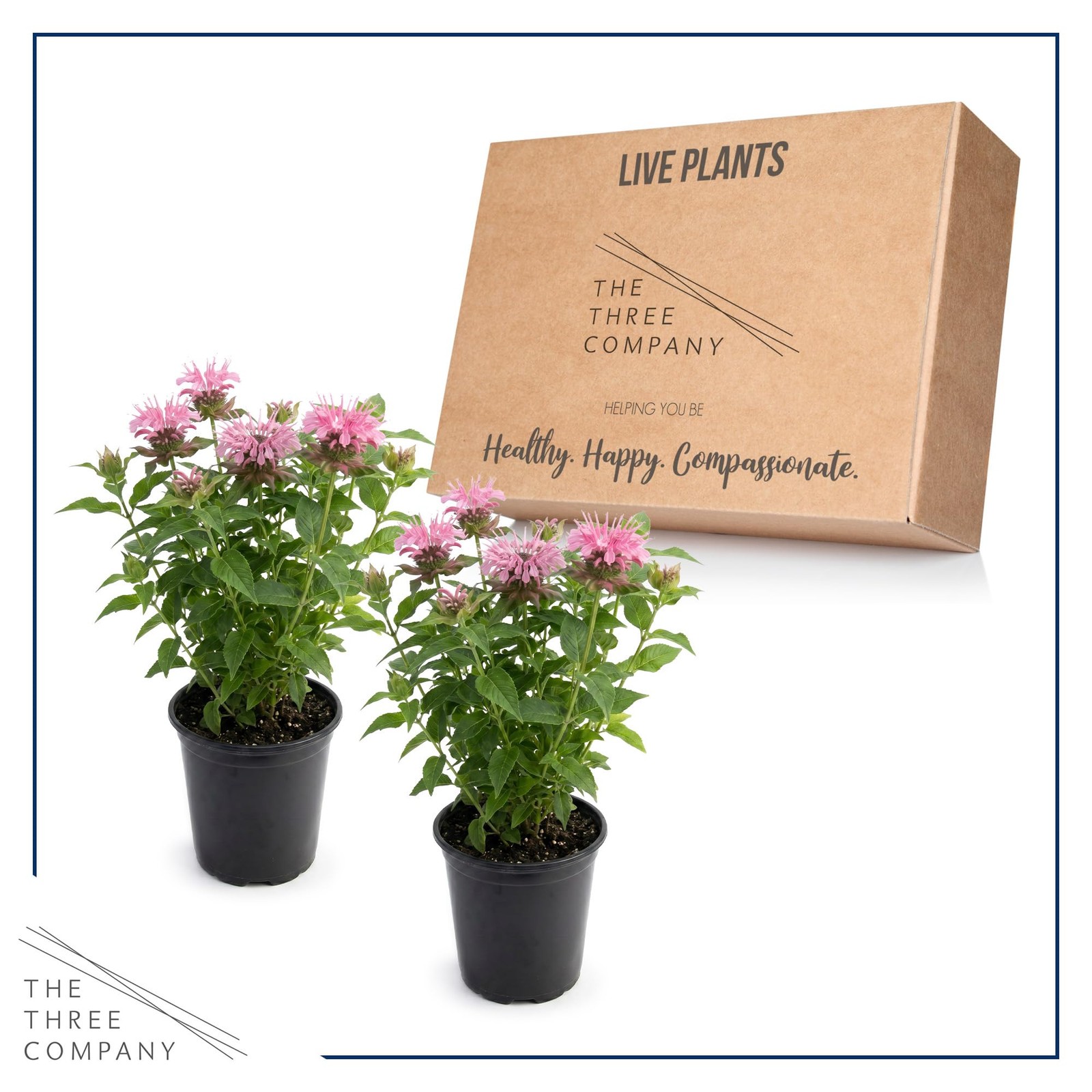 Live Flowering Bee Balm – Balmy Pink (2 Plants Per Pack), Pollinator – Attrac…
