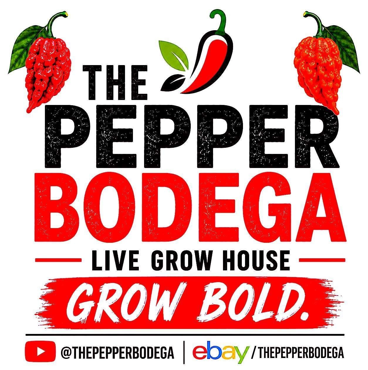 🌶️ White Ghost Scorpion Pepper Seeds (10) | OPEN POLLINATED | Superhot