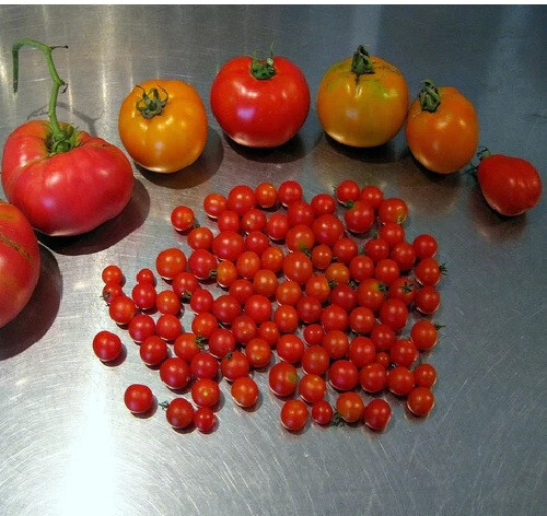 World’s Smallest Tomato 25 – 2000 Seeds – Dwarf Red Currant Productive heirloom