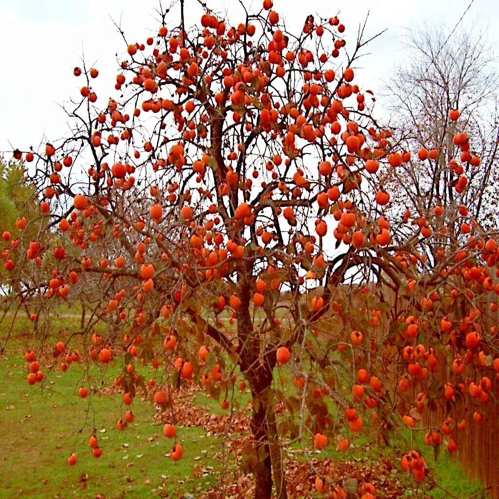 PERSIMMON TREE SEEDS Diospyros Virginiana SUGAR PLUM Fruit Plant COLD HARDY 4-9