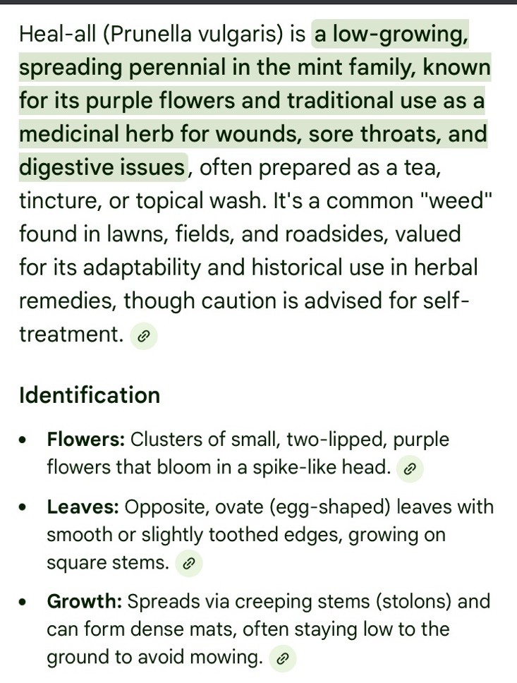 12 Self Heal / All Heal Bare Root Organic Native Easy Fast Grow Non GMO Natural