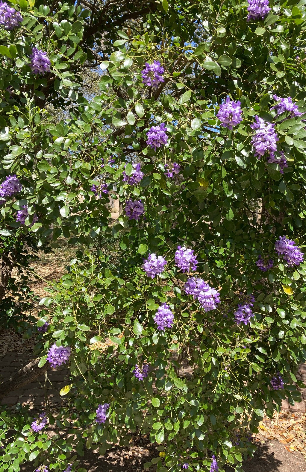 100 + Mountain Laurel Seeds ~ the Texas Mountain Laurel (Sophora secundiflora)