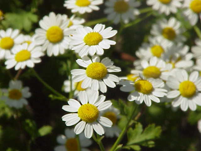 1,000 Tanacetum Parthenium Seeds – Feverfew Seeds – Medicinal Plant – Herb