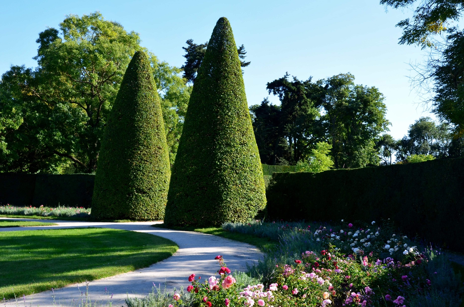 10 ENGLISH YEW Taxus Baccata Tree Shrub Conifer Sun or Shade Red Ornamental Berr