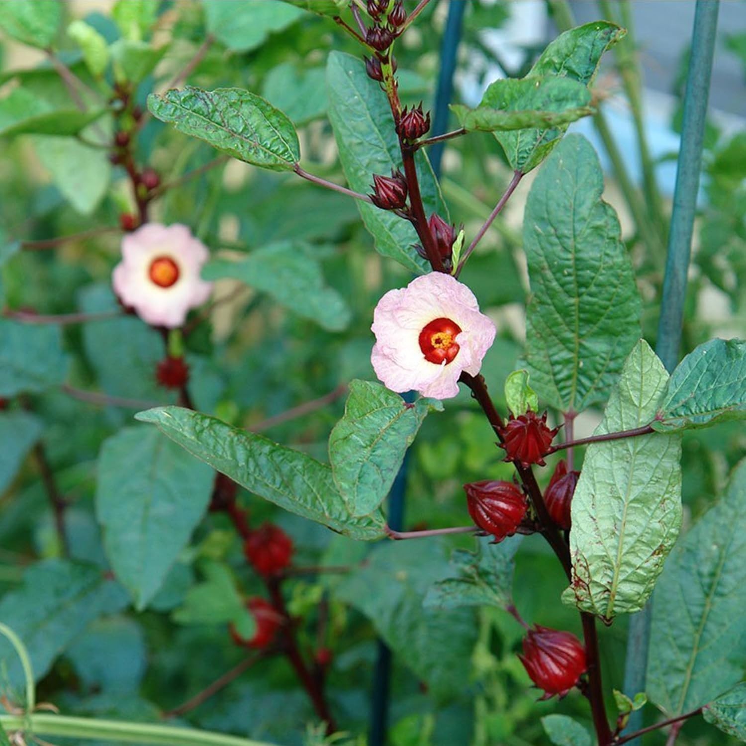 Red Roselle Hibiscus sabdariffa – Packet of 50 Seeds