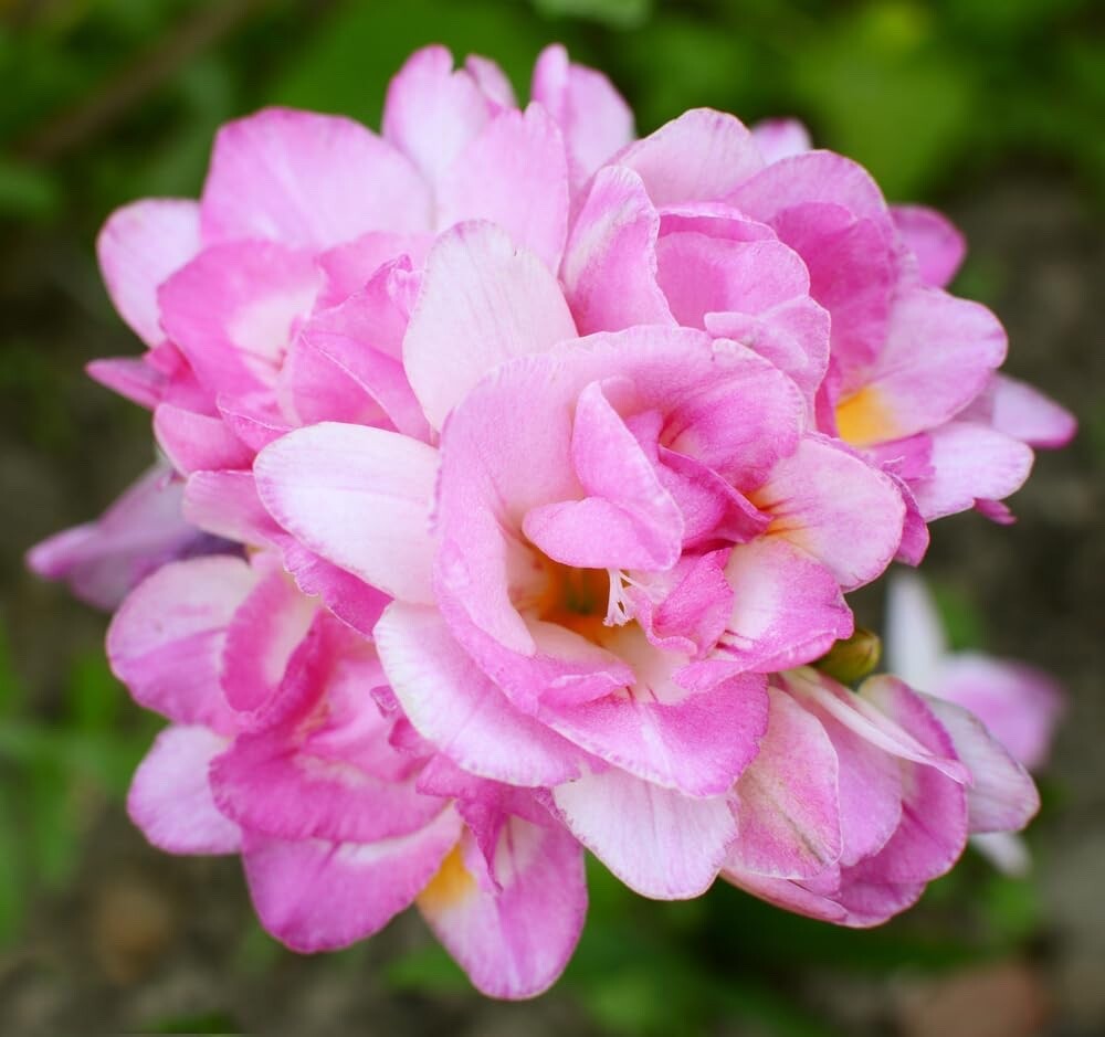Double Freesia Flower Bulbs
