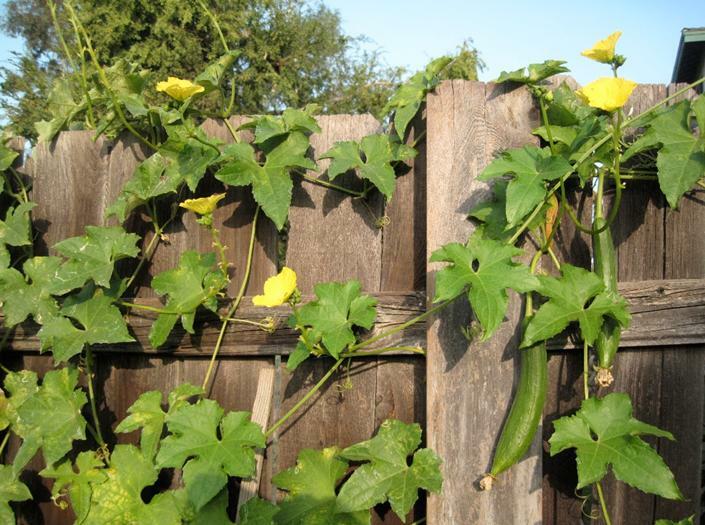 Luffa Smooth Sponge Gourd Seeds HEIRLOOM-NON-GMO, 20 Fresh Seeds for Your Garden