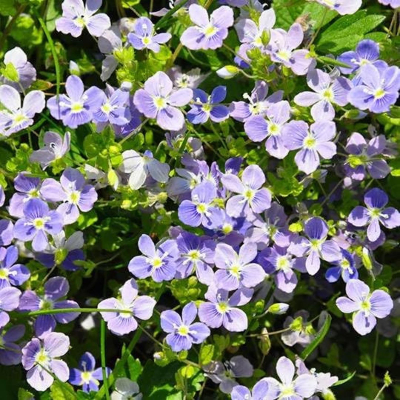 600+ Creeping Speedwell Seeds for Planting Creeping Speedwell Ground Cover Pl…