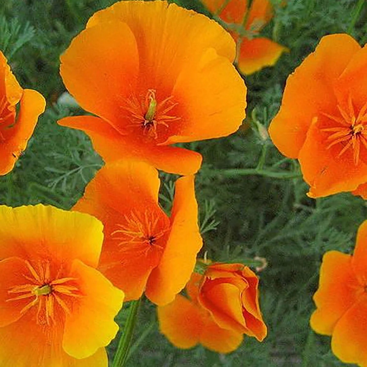 Poppy California Orange 500 – 5000 Seeds Wildflower wild drought tolerant native