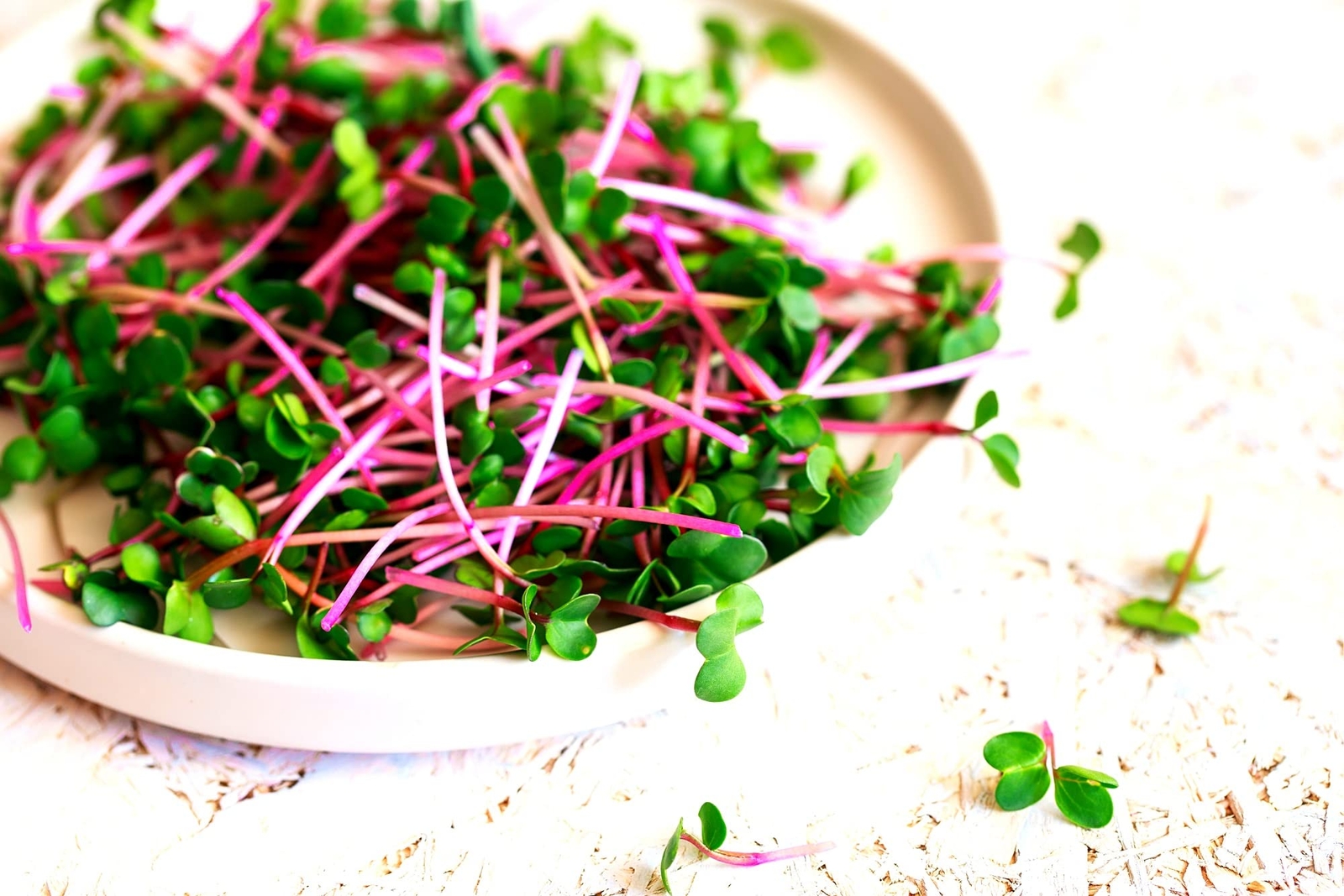 Radish Sprouts Seed (250 Seeds) Easy and Fast Growing, Very Healthy Microgreens