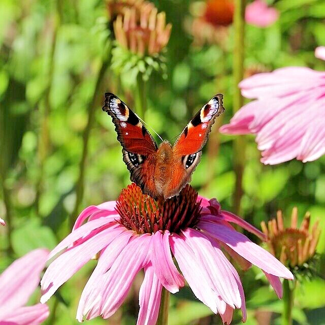 PURPLE ECHINACEA 100 SEEDS, CONEFLOWER, LARGE DAISY-LIKE FLOWERS, USA SELLER
