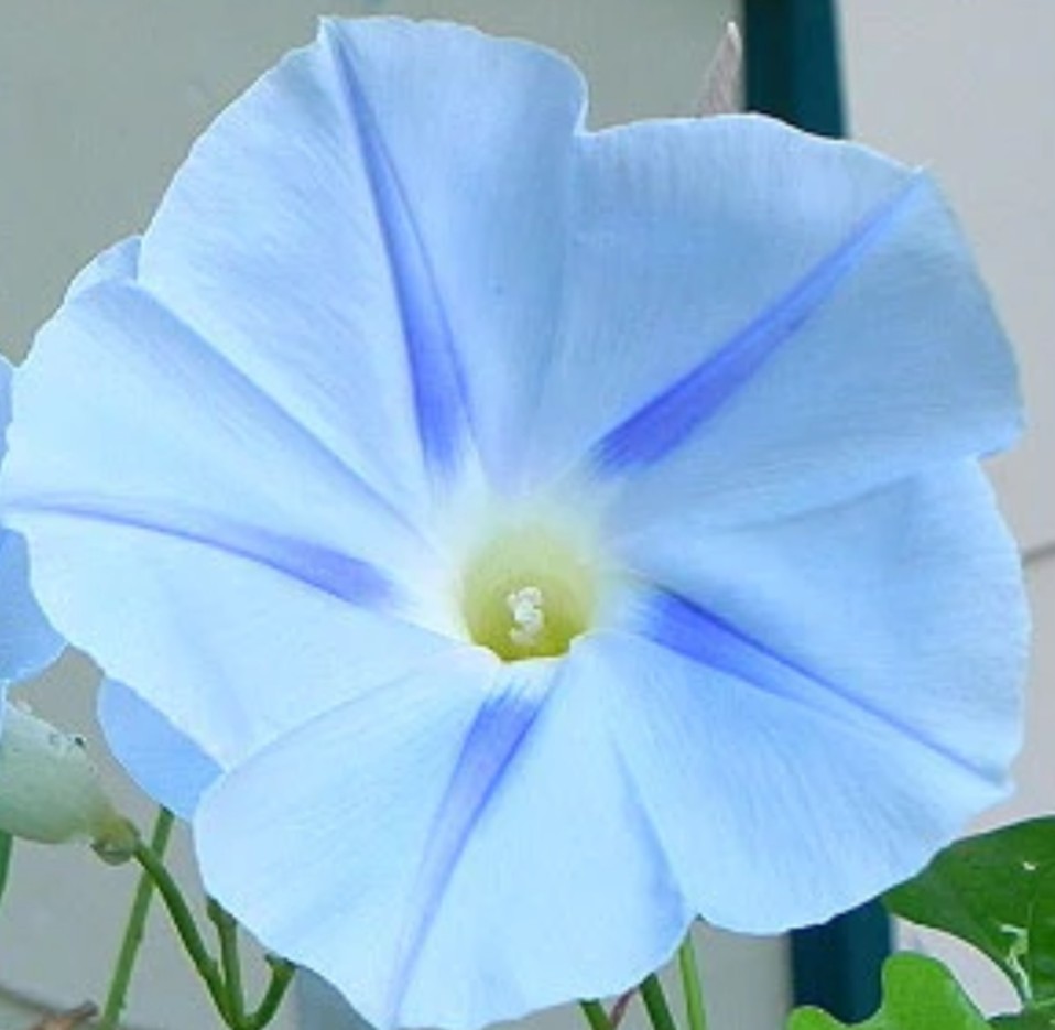 75+ Blue Star Morning Glory Seeds **Fresh Seeds** ~~Free Shipping~~