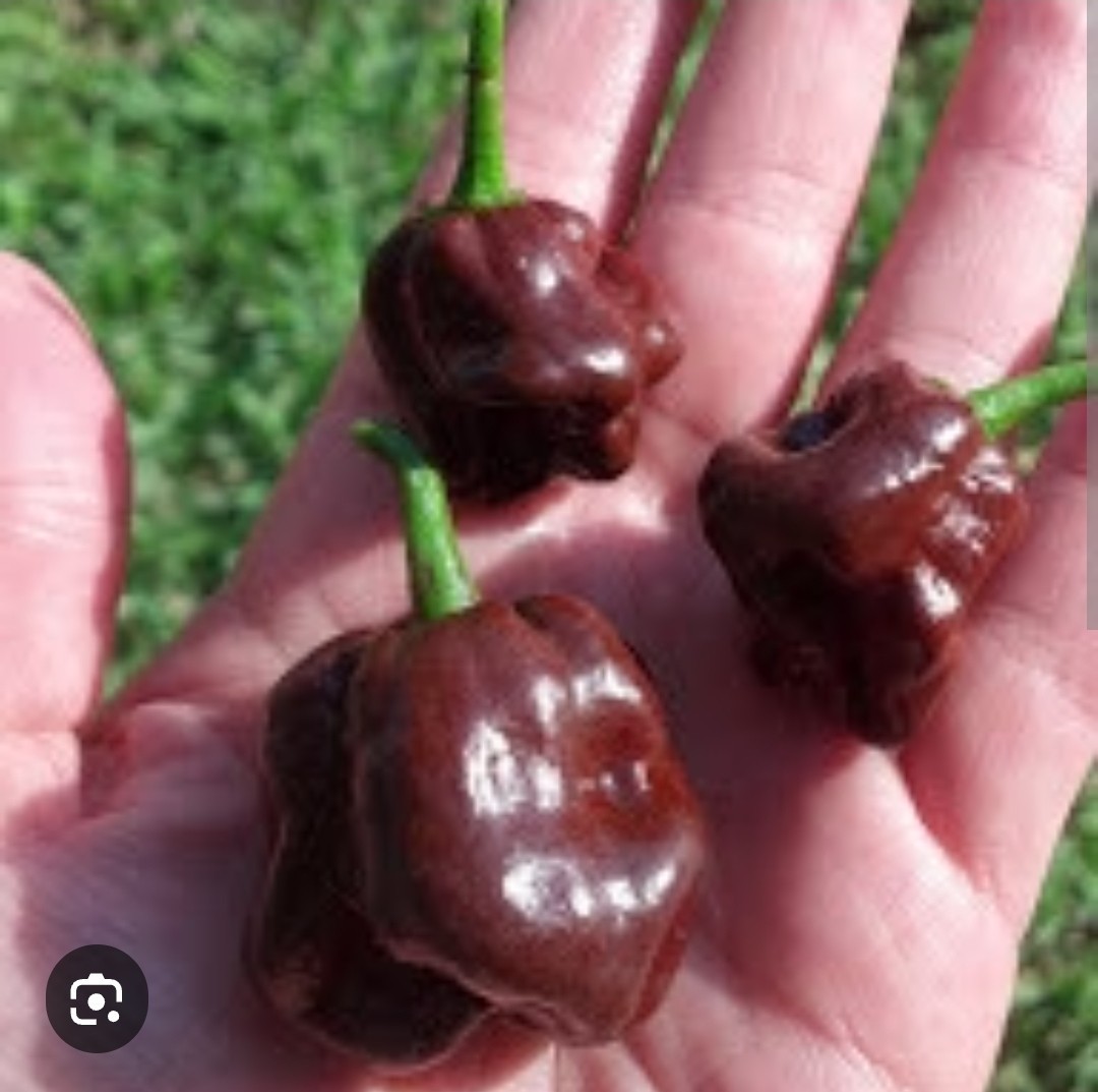 10 – Pepper Seeds – Authentic Super-Hot – Chocolate Habanero – A 25