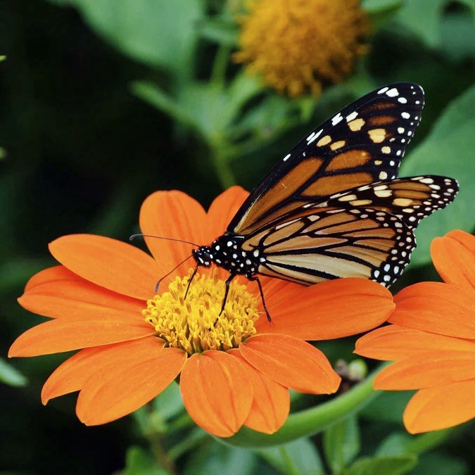 50 Mexican Sunflower Seeds -Torch Tithonia rotundifolia-Drought & Heat Tolerant