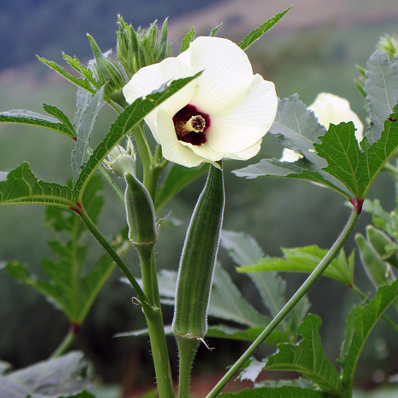 Cowhorn Okra Seeds, NON-GMO, Spineless, Texas Longhorn, Large Okra, FREE SHIP