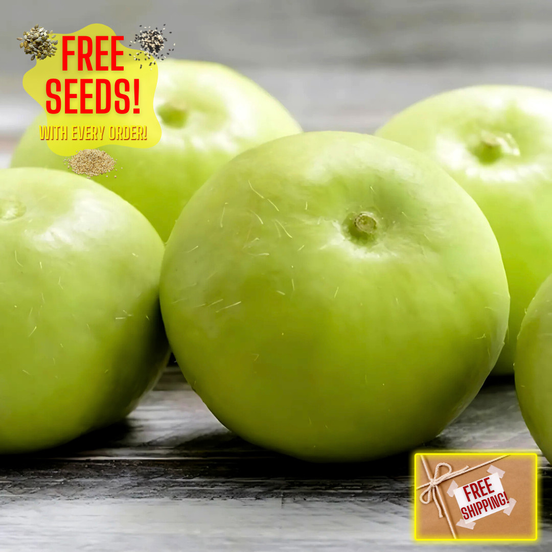 Fresh Indian Tinda Gourd 10 Seeds | Apple Gourd | Heirloom Non-GMO| Indian
