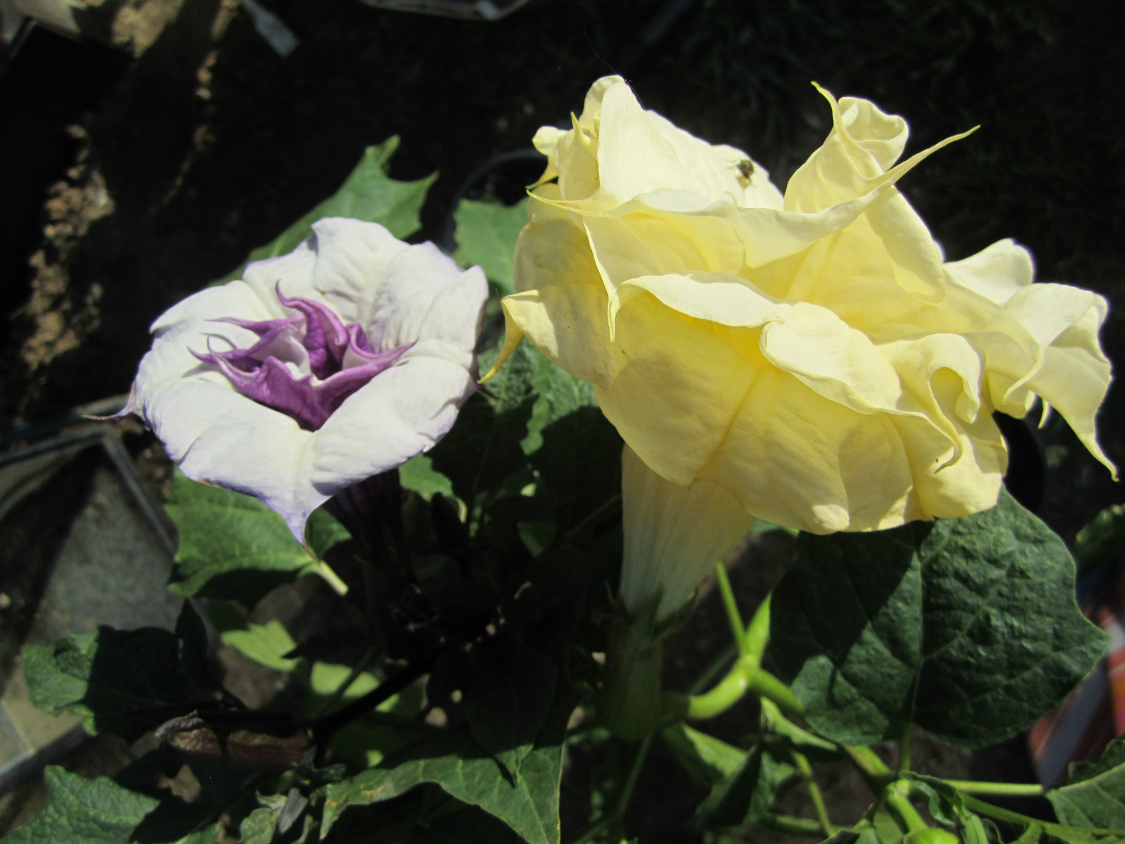 Double Purple & Yellow Angel Trumpet Mix Datura/ Brugmansia Fragrant – seeds 15