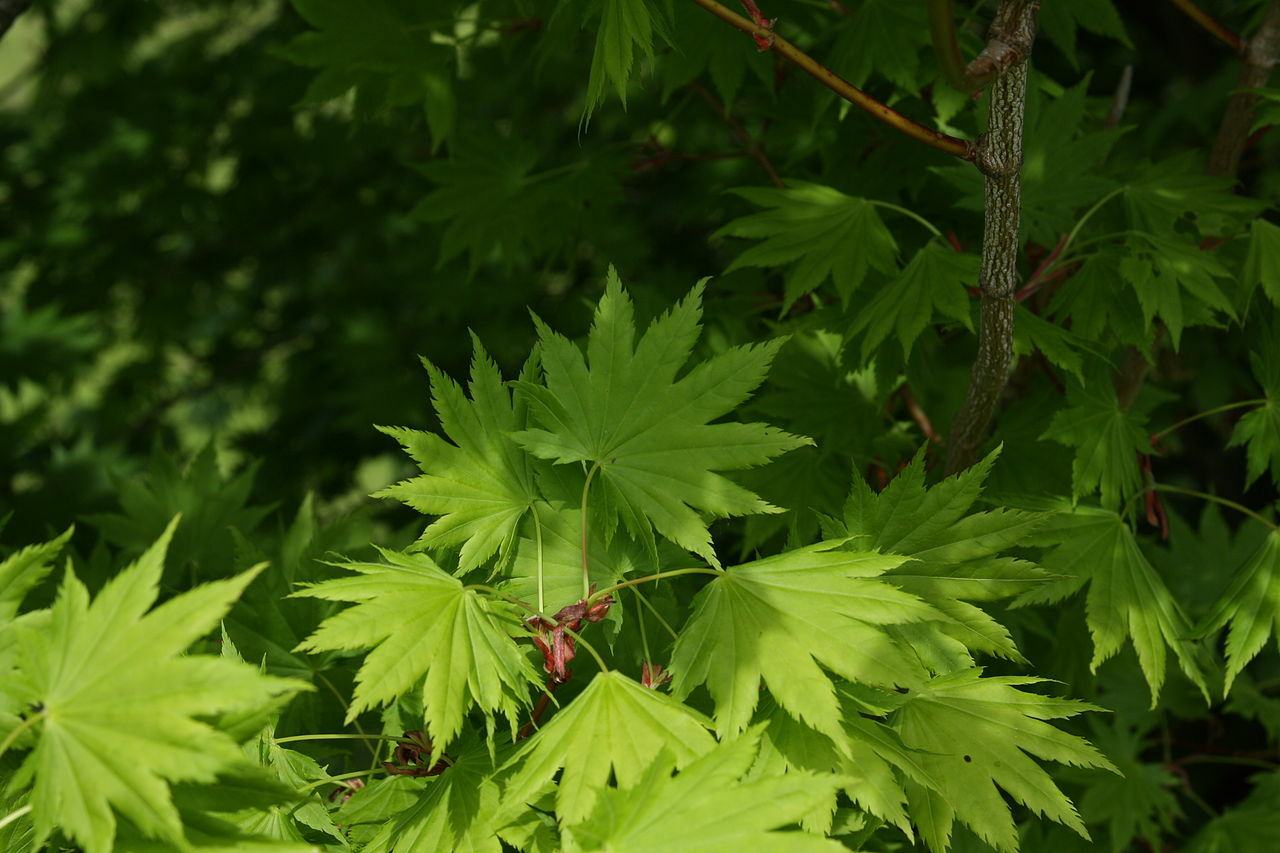 Full Moon Maple, Acer japonicum, Tree Seeds (Fall Color, Bonsai, Hardy, Easy)
