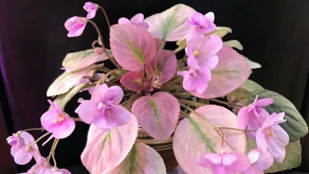 Rare Mixed African Violet Seeds ~ House Plants ~ Indoor Plants ~ Greenhouse