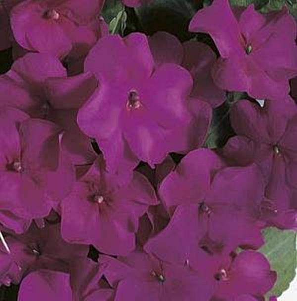 Impatiens Accent Series Violet Annual Seeds