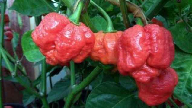 15 Seeds Trinidad Moruga Scorpion Worlds Hottest! World Record! Fresh 2024 !Hot!