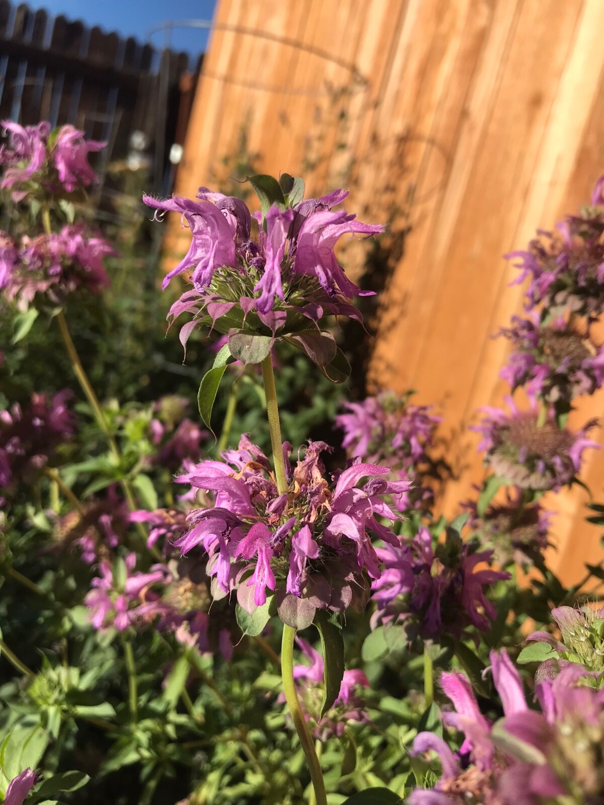 150 seeds Monarda Lambada Bee Balm purple annual Perennial +Gift