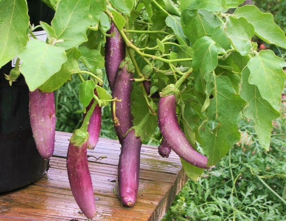 Long Purple Eggplant Seeds | Italian Heirloom Aubergine Brinjal Squash Seed 2024