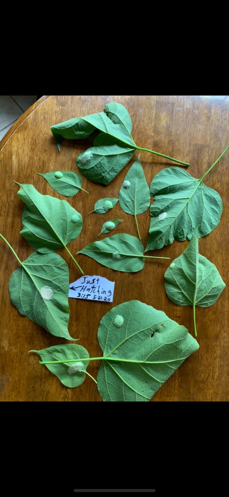 Catalpa, Southern Catalpa Tree Seeds, (For Raising Catalpa Worms) Catfish Candy