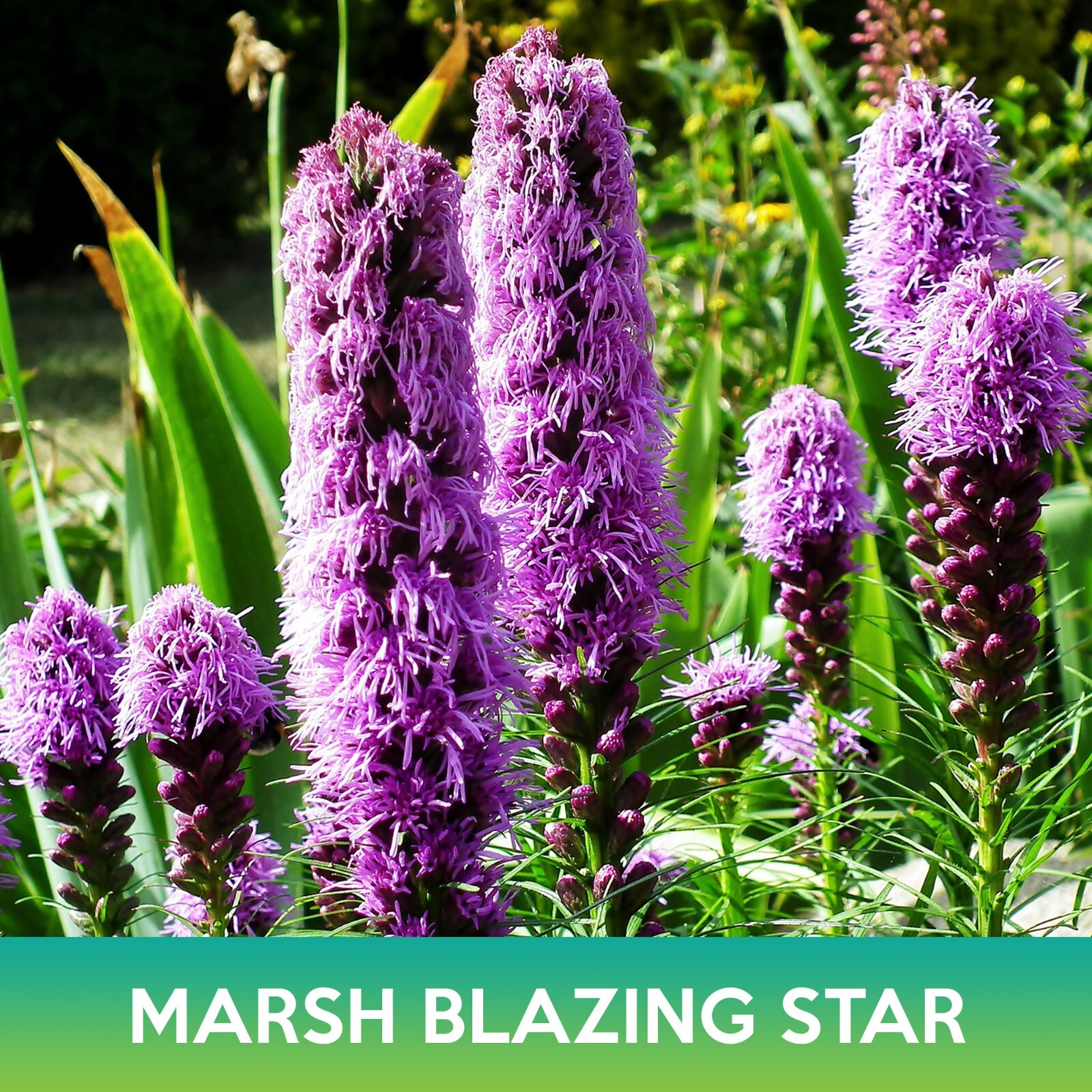 Marsh Blazing Star Seeds, Liatris spicata