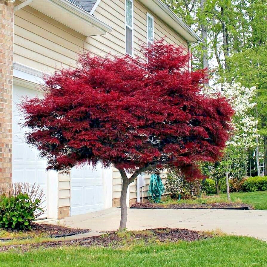 “BLOODGOOD” Red Japanese Maple Tree Seeds (Palmatum atropurpureum) Hardy Bonsai