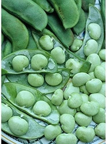Dixie Butterpea Lima Bean Seeds (((25 Seed Packet))) (More Heirloom, Organic, No