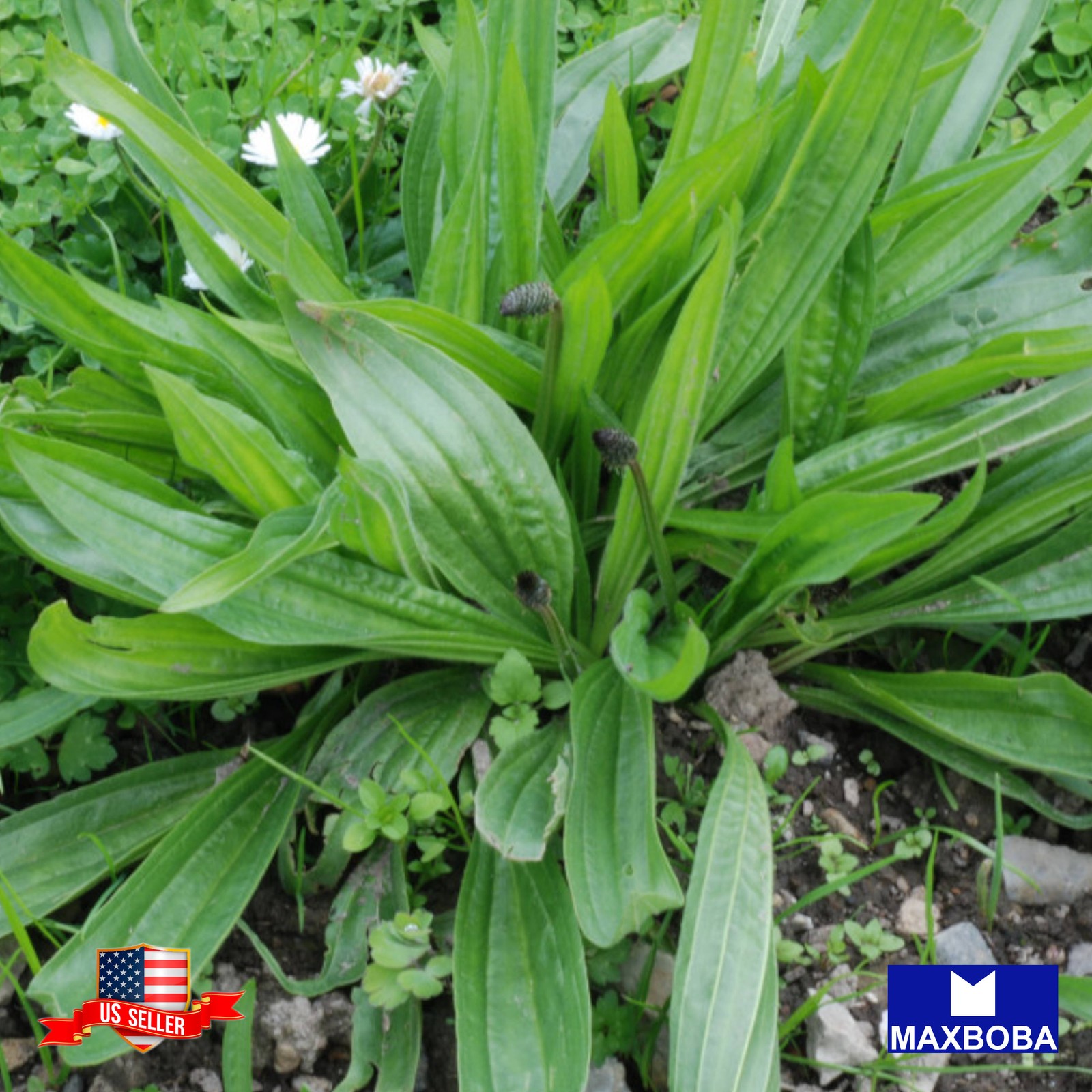 500+ Plantain Seeds Boston Heirloom Non-GMO BOGO 50% OFF