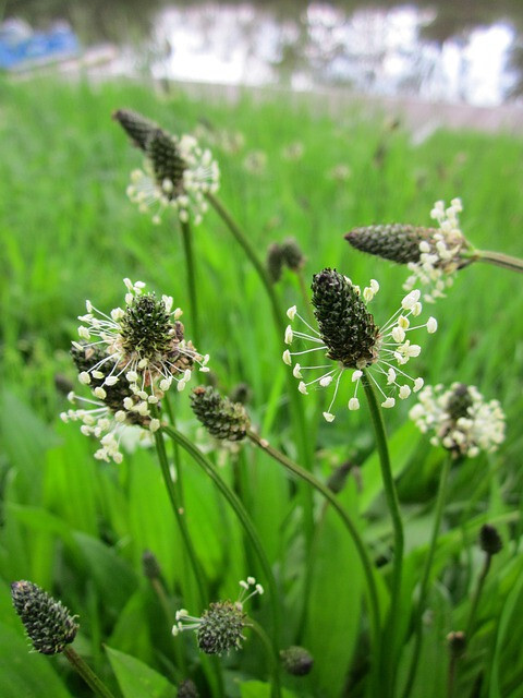 Plantago Lanceolata Narrow leaf Plantain seeds 500+